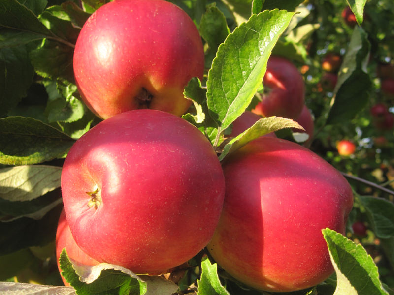 Bio-Äpfel - ganz ohne Spritzmittel. Für reichen Ertrag bei Äpfeln und Birnen benötigt man Pollenspender