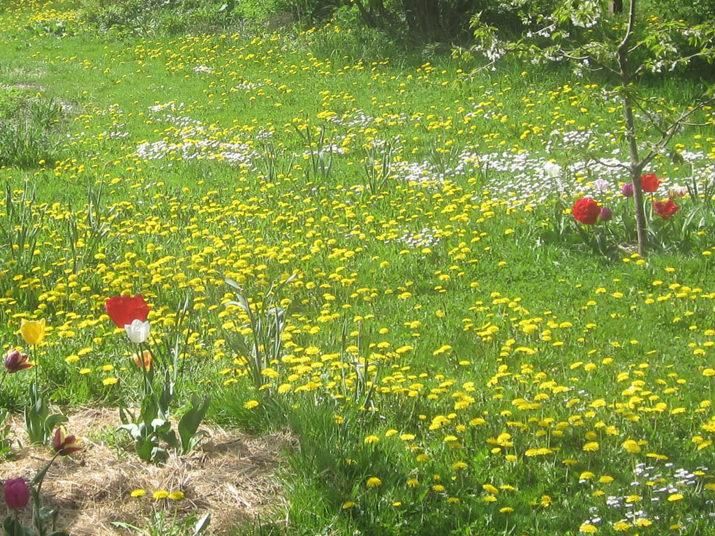 Rasenfläche im Frühling mit Wildblumen