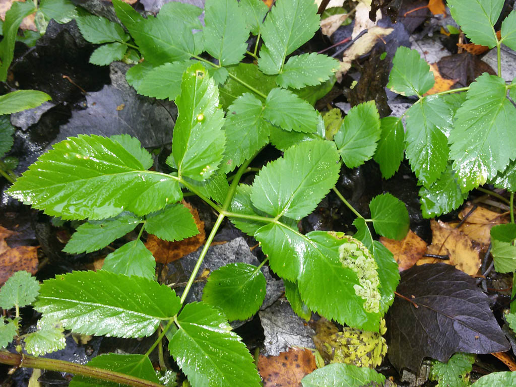 Giersch - eine gesunde wie lästige Pflanze im Garten (Aegopodium podagraria)