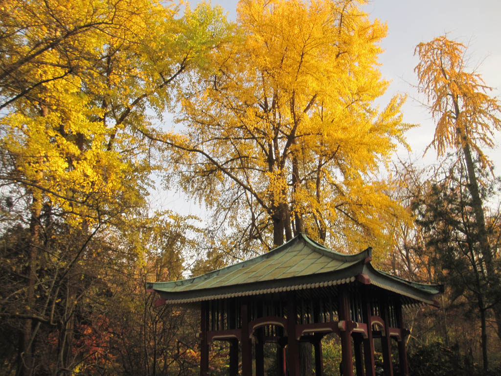 Ginkgo Bäume im Herbstlaub - Botanischer Garten von Berlin