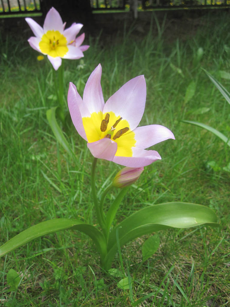 Blumenzwiebeln | Pflanzung & Pflege - Mein Garten Ratgeber