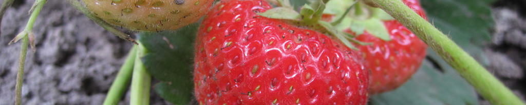 Erdbeeren im Juni