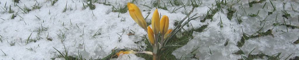 Wenn der letzte Schnee vergeht, erscheinen die Krokusse im Rasen und Beet