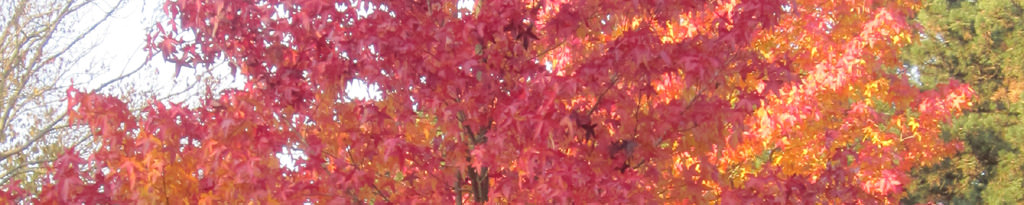 Der Amberbaum (Liquidamber styraciflua) ist einer der schönsten Herbstbäume