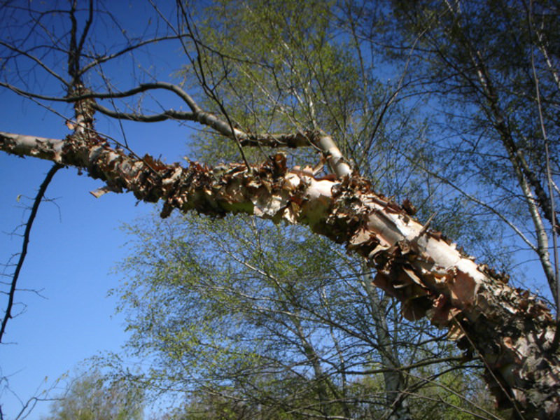 Schwarzbirke (Betula nigra)