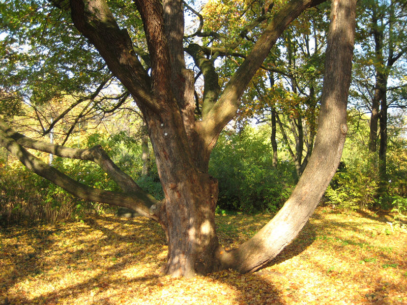 Stamm des Feldahorn (Acer campestre)