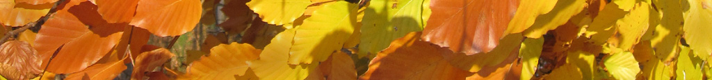 Mein Garten im November - Buchenlaub in Herbstfärbung