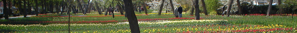 Mein Garten im März - Tulpen im Tulipan, Britzer Garten zu Berlin