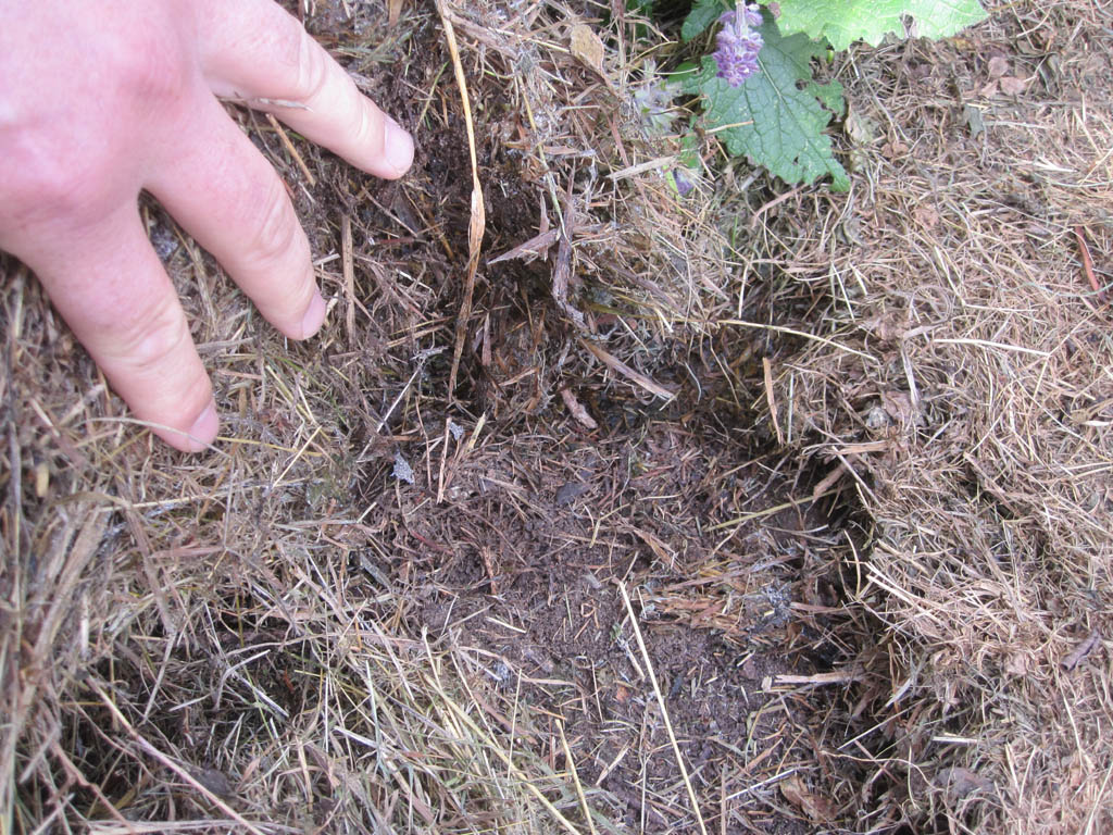 Mulchen fördert das Bodenleben, die Pflanzengesundheit und die Nährstoffversorgung
