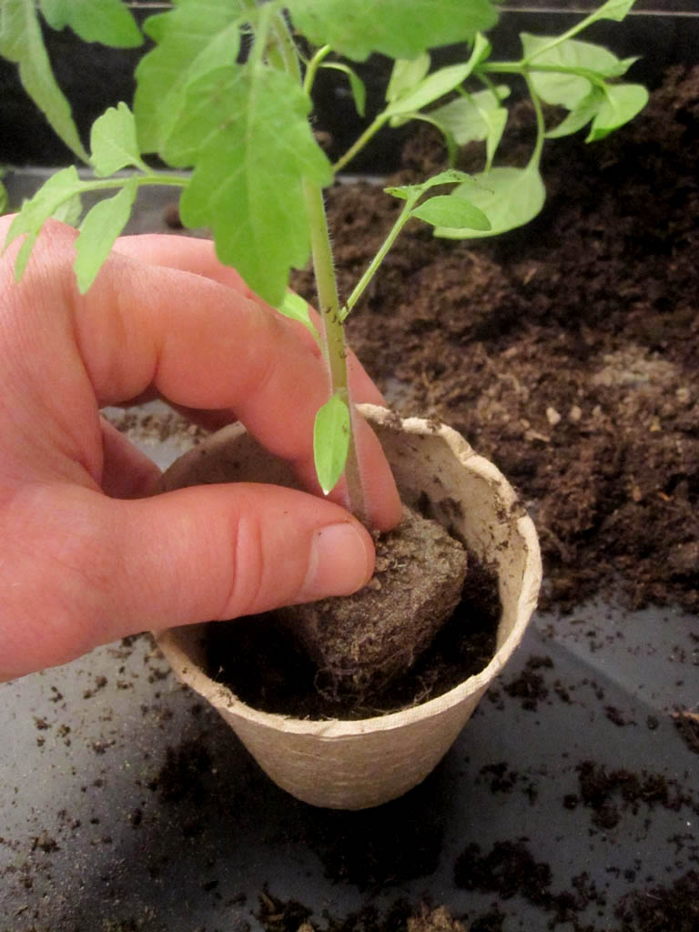 Vorgezogene Gemüsepflanzen (Tomaten) umtopfen