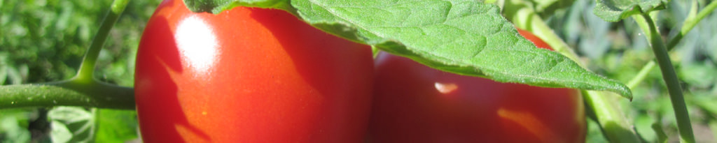 Tomaten in voller Reife