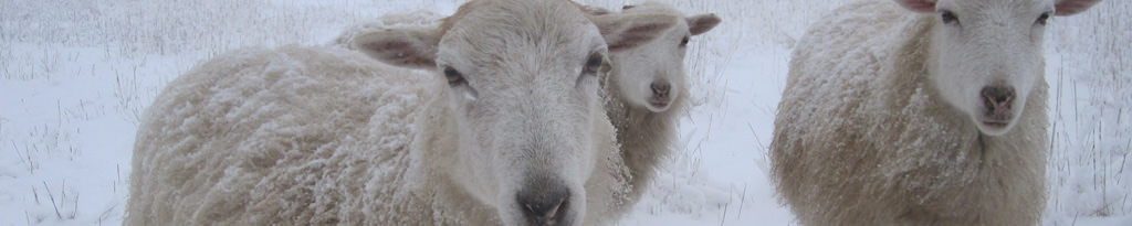 Skudden sind Schafe, die mit ihrem dicken Fell den Winter lieben