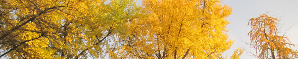 Ginkgo Bäume im letzten Herbstlaub