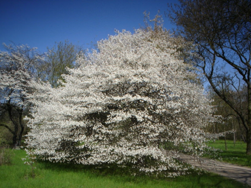 Großblumige Felsenbirne (Amelanchier x grandiflora)