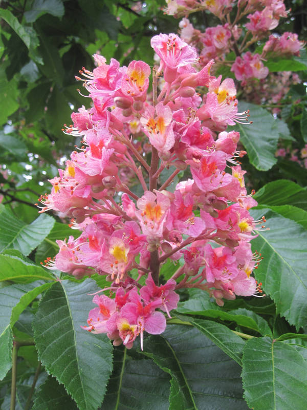 Blüte der Roten Kastanie (Aesculus carnea "Briottii")