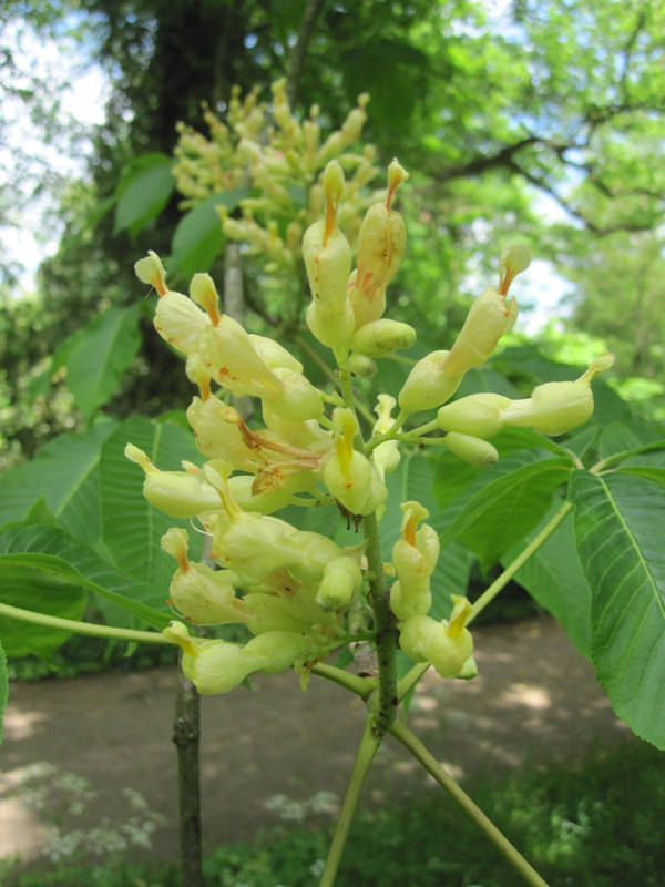 Blüte der Gelben Kastanie (Aesculus flava)