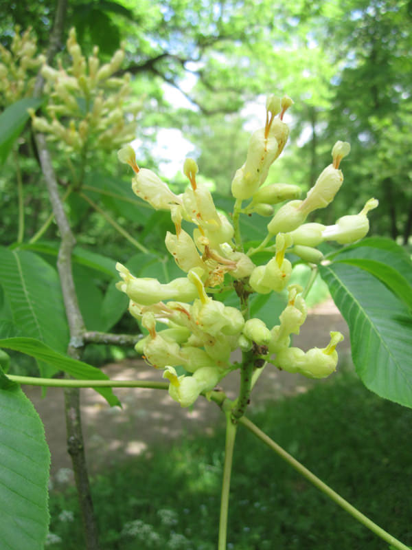 Blüte der Gelben Kastanie (Aesculus flava)
