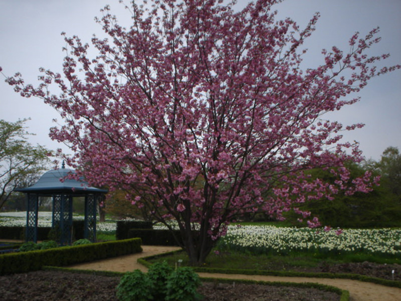 Kirschbaumblüte ("Kanzan" im Arboretum Ellerhoop