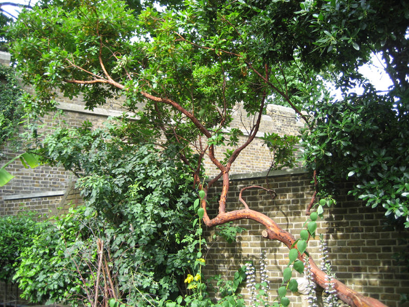 Erdbeerbaum (Arbutus hybrida)