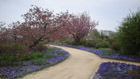 Berlin-Britz Britzer Garten, Tulipan