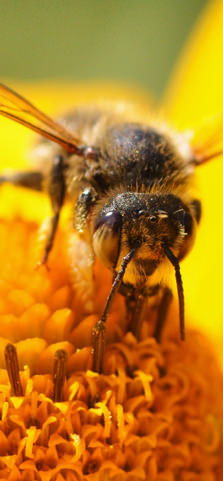 Die Honigbiene ist wohl eines der wichtigsten Tiere im Garten