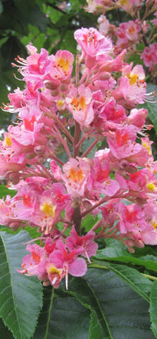 Die Blüte der roten Kastanie (Aesculus carnea Briottii)